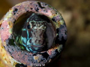 Blenny
divesite:Bianca, Diving, duskdive, Indonesia, Lem... by Twila M 